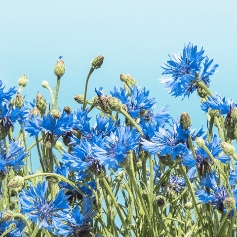 Liberalerna Stockholm